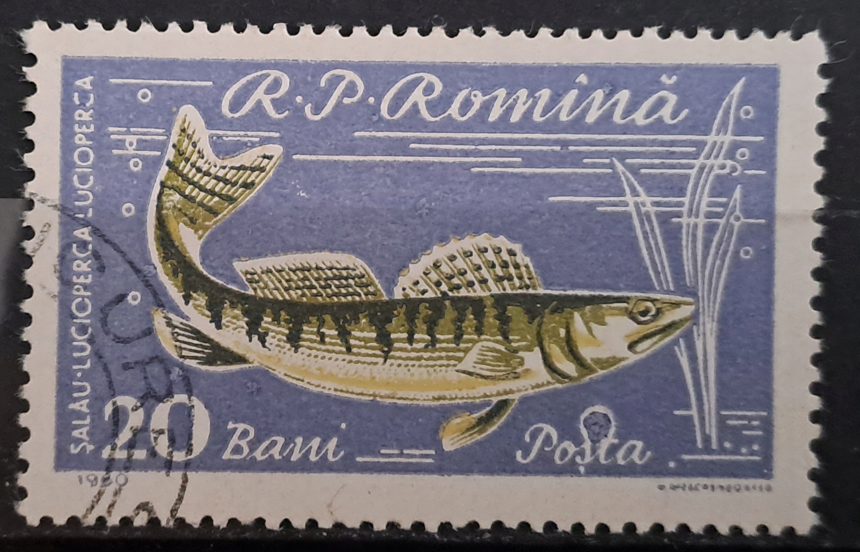 Ryby (kas) - luzak - do uzupełnień 13/5