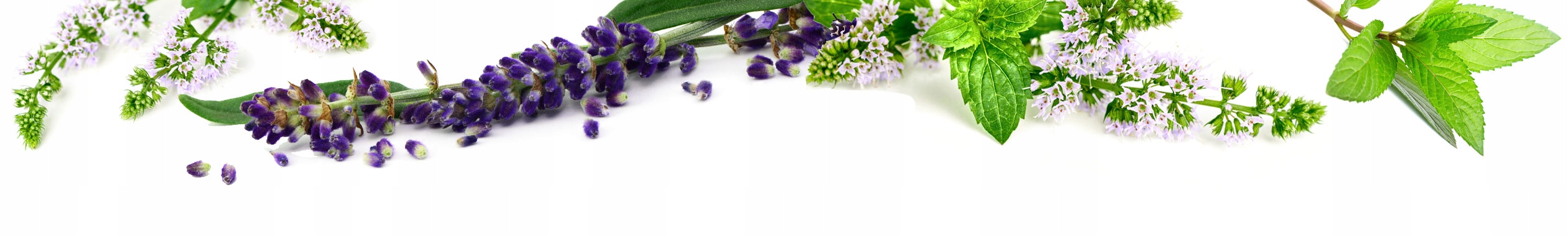 CZERWONA KONICZYNA 60 kaps PREMIUM Soul-Farm Kod producenta 222