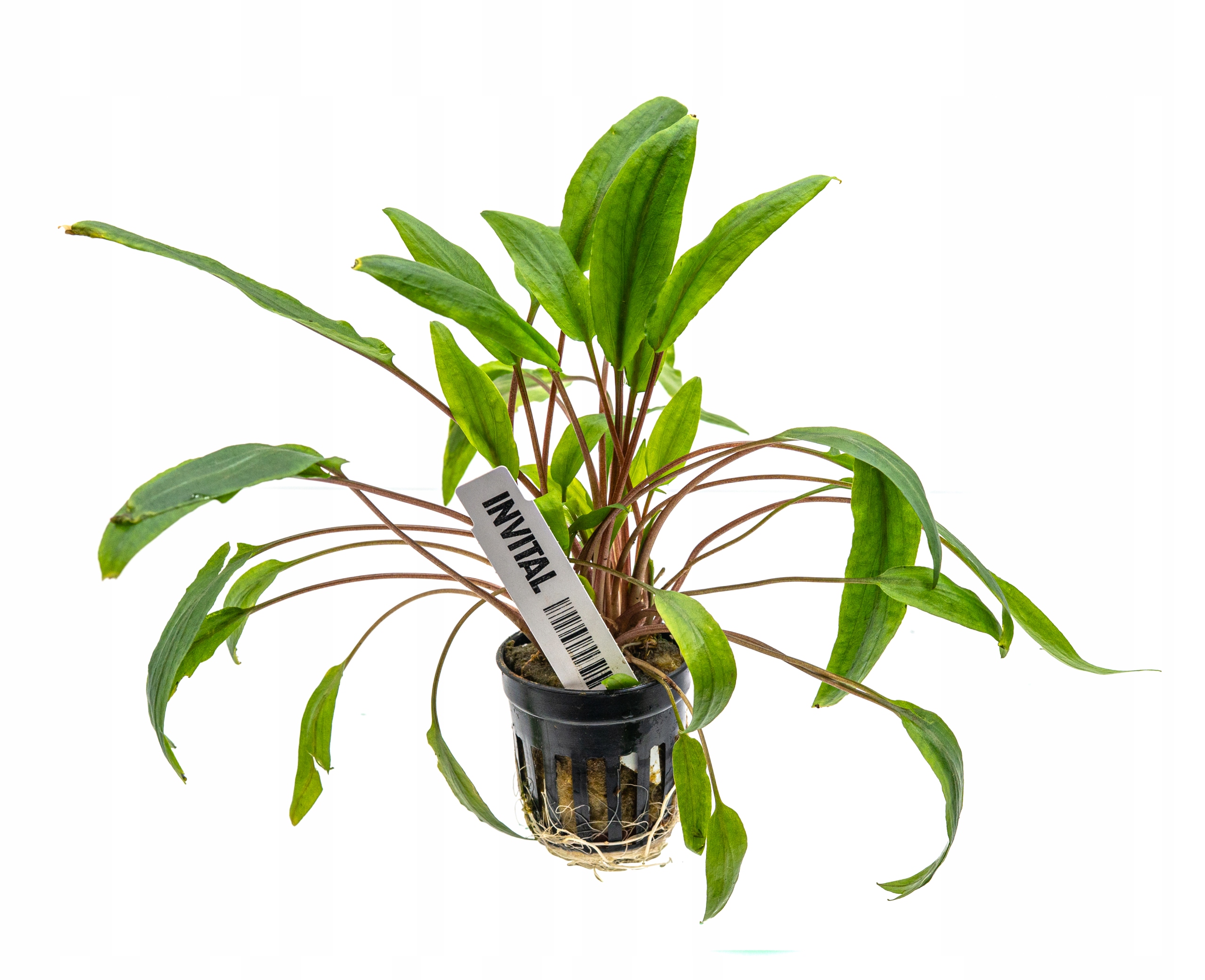 INVITAL Cryptocoryne undulata koszyk Ø 5,5 cm