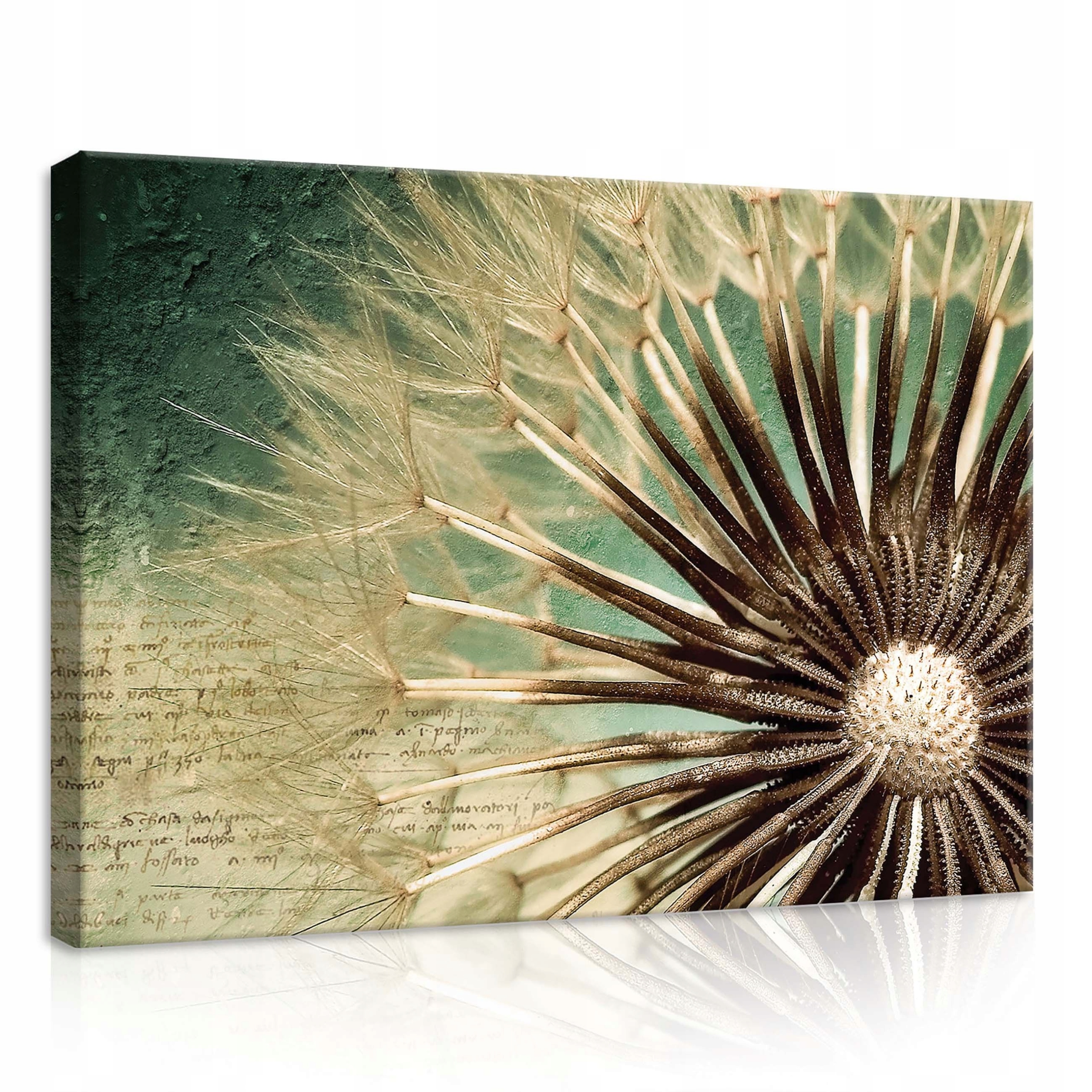 Obraz 70x50 Pampeliška lékařská semena makro příroda jemnost klid