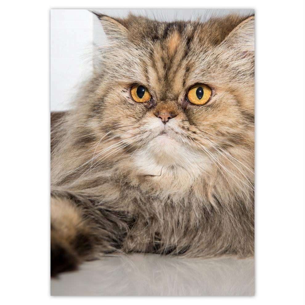 

Naklejki 50x70 Kot Kotek Koty Kicia