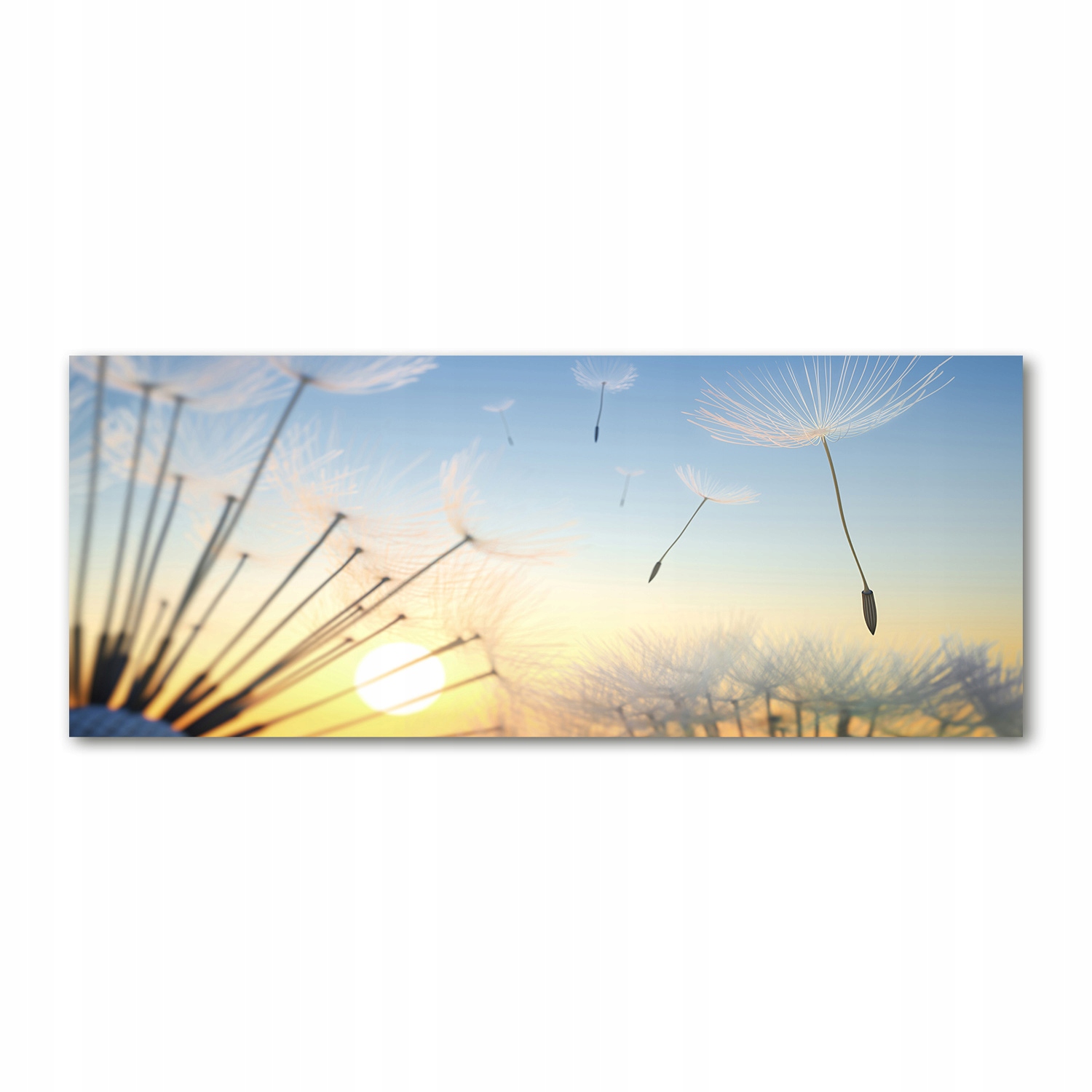 

Foto obraz szkło akryl Nasiona dmuchawca 125x50 cm