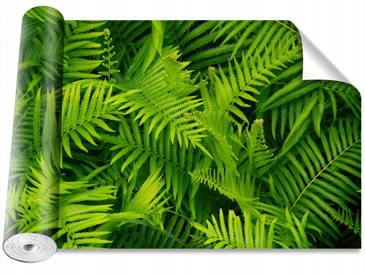

Tapeta Samoprzylepna Paproć Zielony 152x104