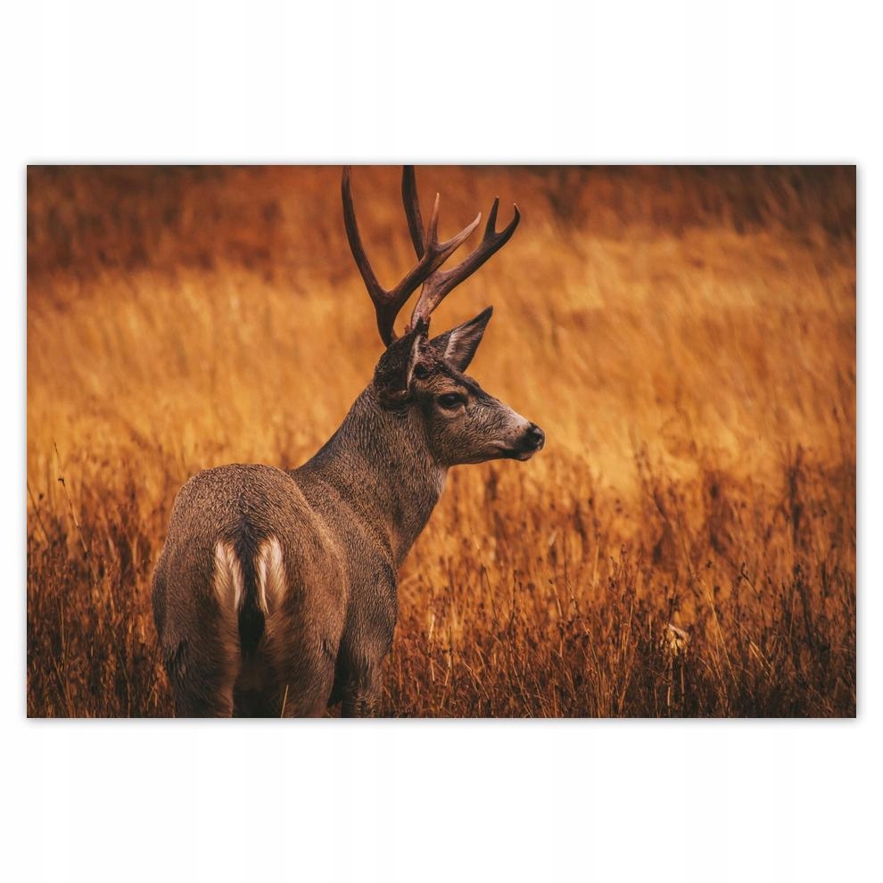

Plakat 60x40 Jeleń w naturze Łowiectwo