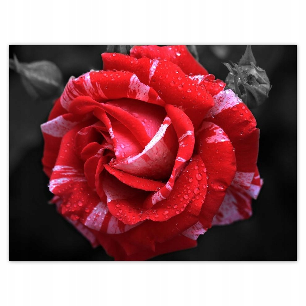 

Plakat 40x30 Biało-czerwona róża