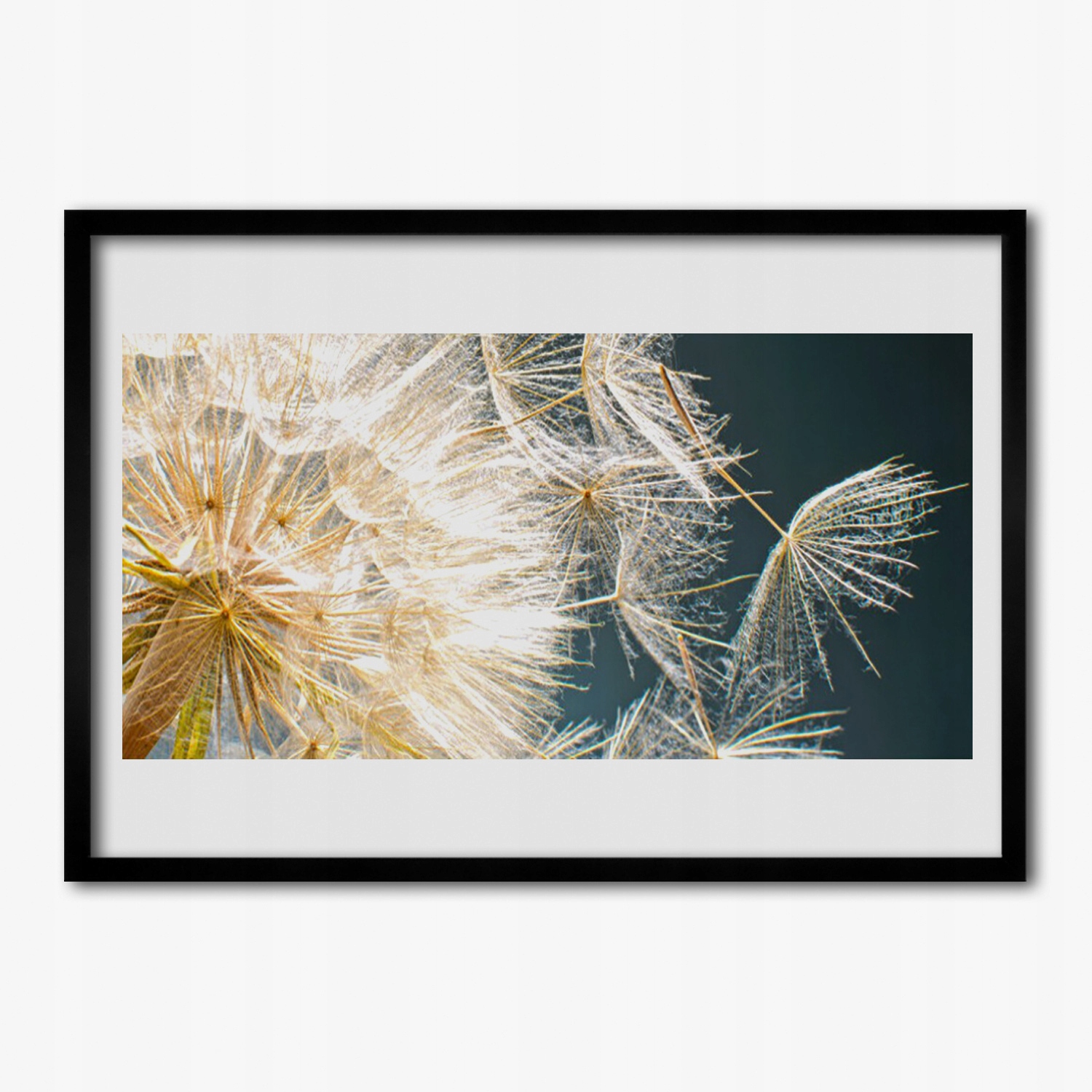 Obraz na zeď s rámečkem Pampeliška rostlina 100x70 cm