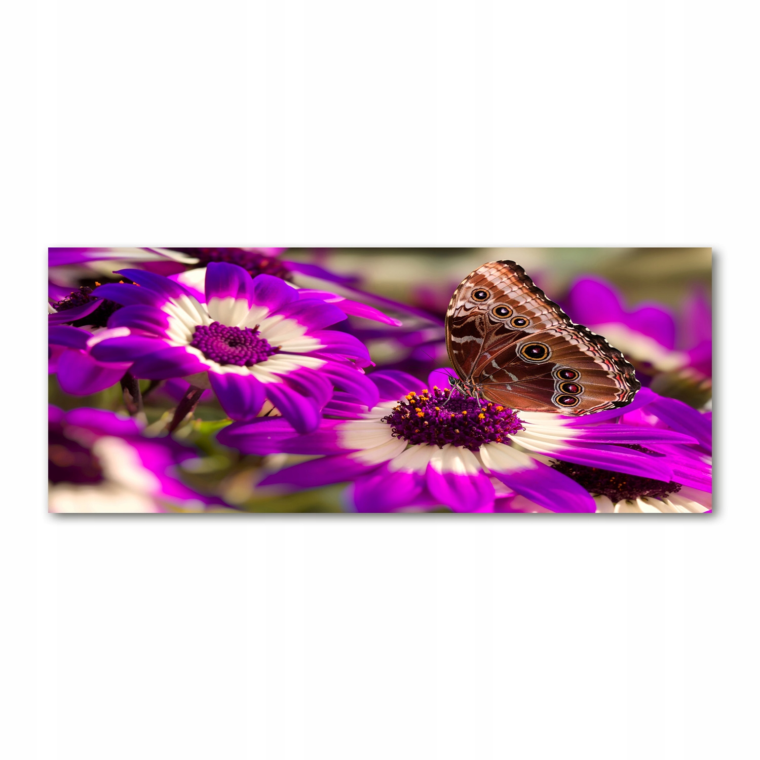 

Foto obraz szkło akryl Motyl na kwiatku 125x50 cm
