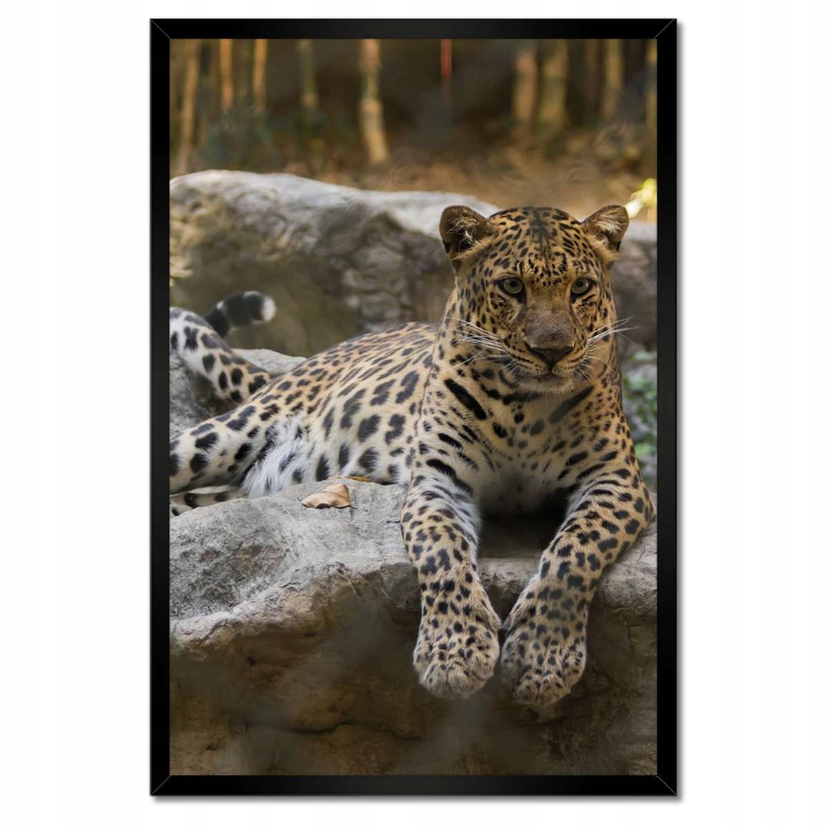 Plakáty v rámu 40x60 Leopard
