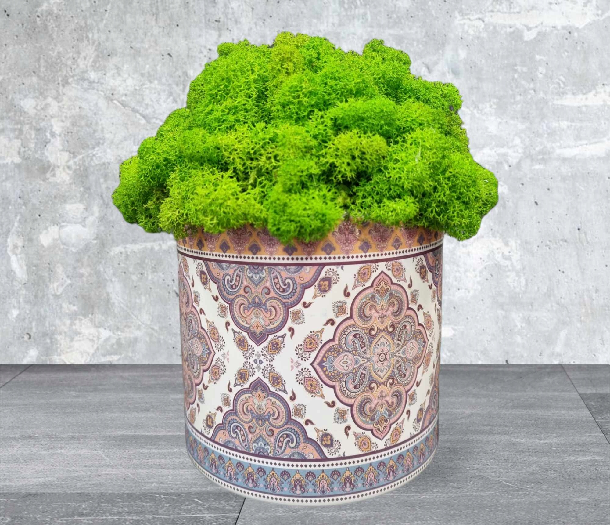 MECH CHROBOTEK W DONICZCE Rodzaj mech chrobotek