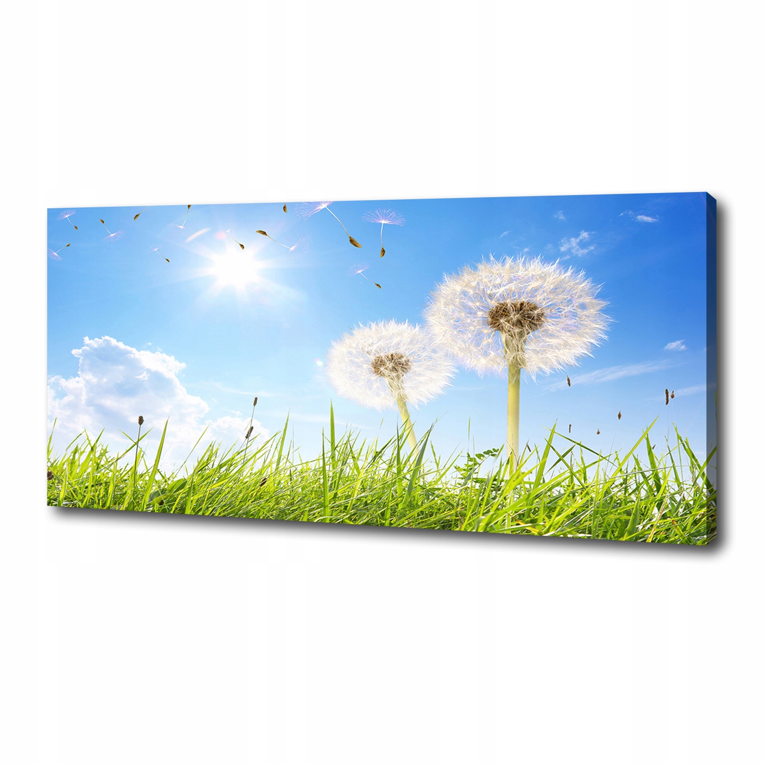 

Foto obraz canvas na ścianę Dmuchawce 125x50 cm