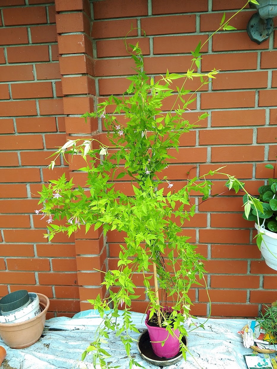 JAŚMIN STEFANA jasminum Stephanense