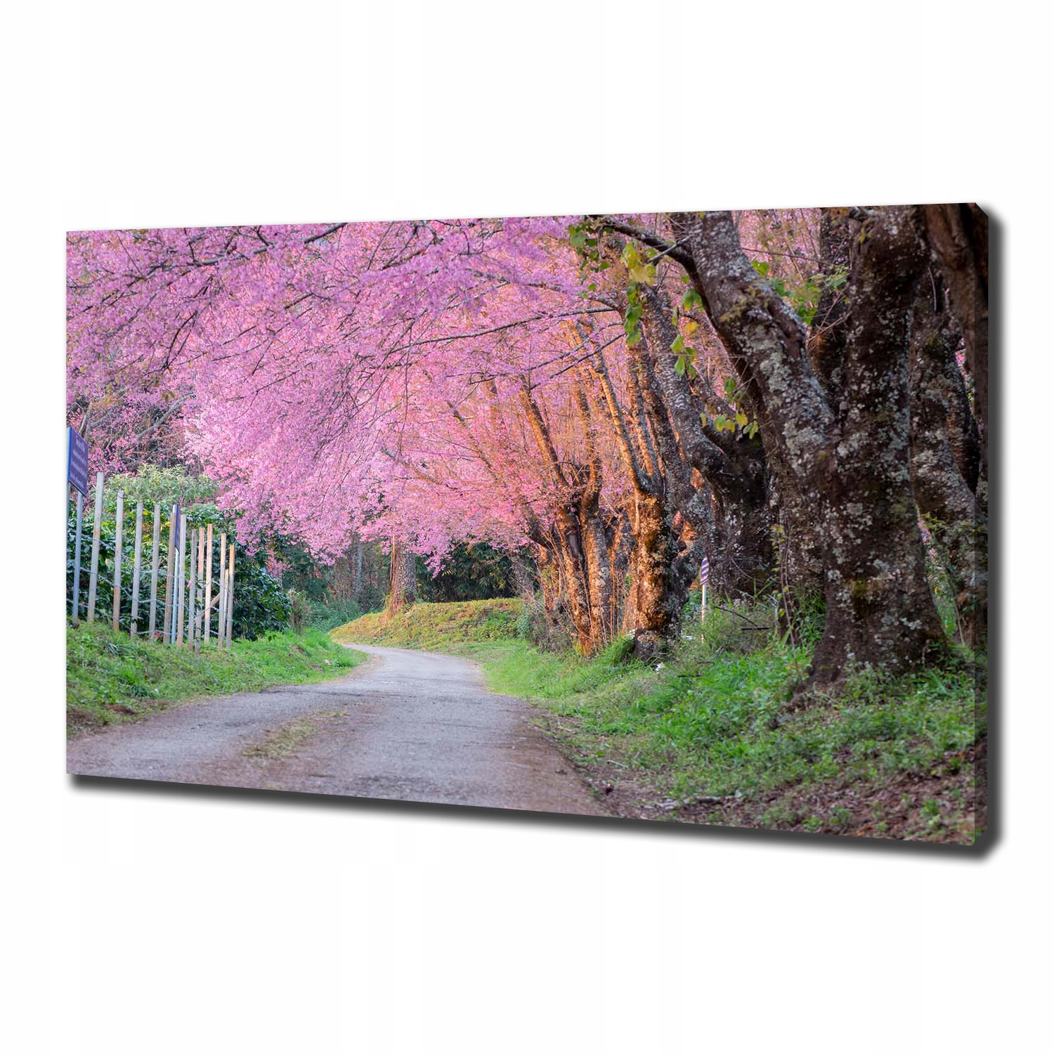 

Duży foto obraz na płótnie Kwiaty wiśni 100x70 cm
