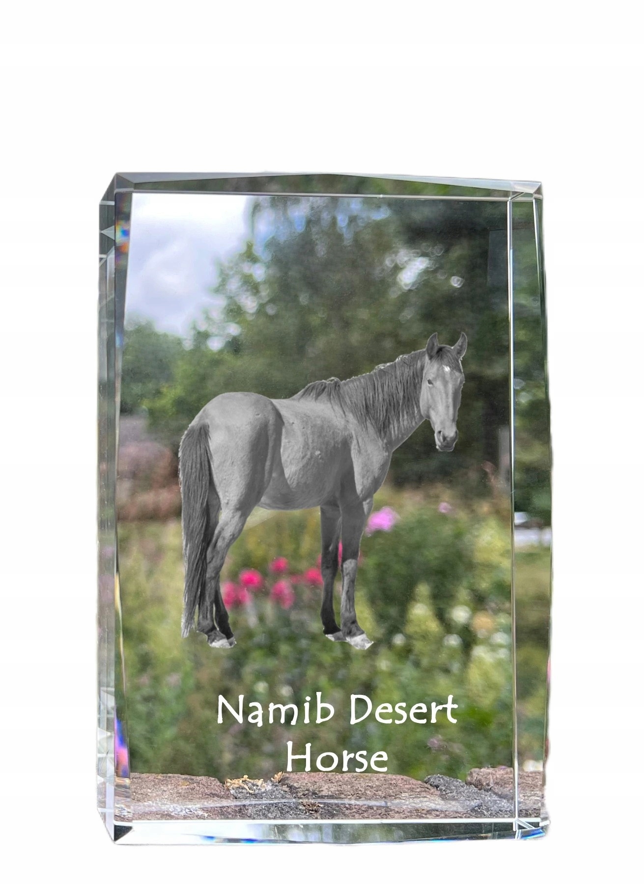 Púštny kôň Namib fotografia v kryštáli, suvenír, trofej, poďakovanie