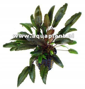 Cryptocoryne indonesii [sadzonka]
