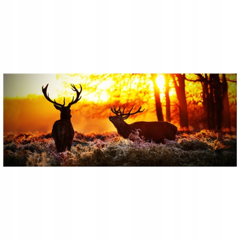 

Foto-obraz Na Płótnie 100x40 Rykowisko