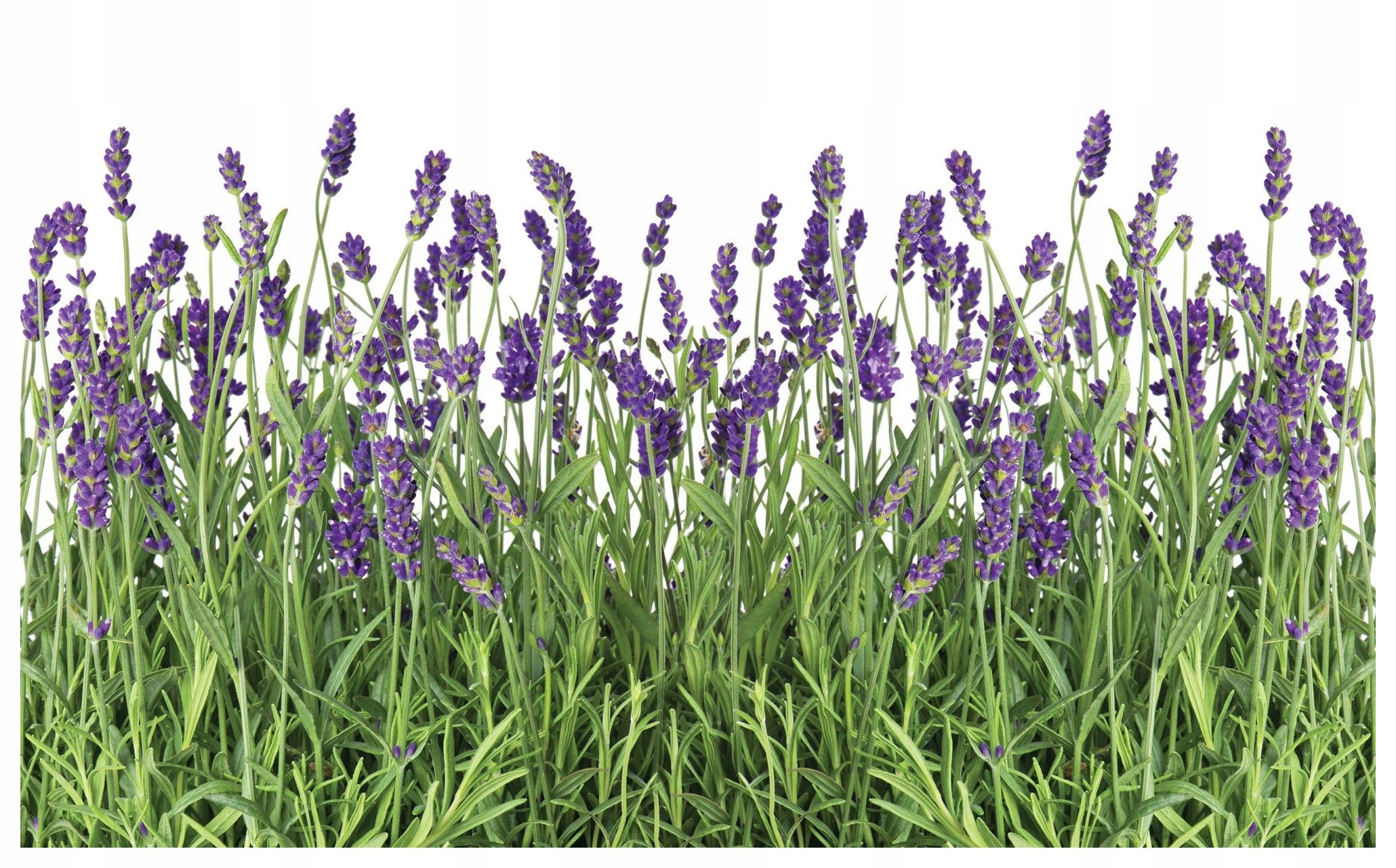 Fototapeta Levanduľa fialové kvety na bielom pozadí Provence 416x254 lepidlo