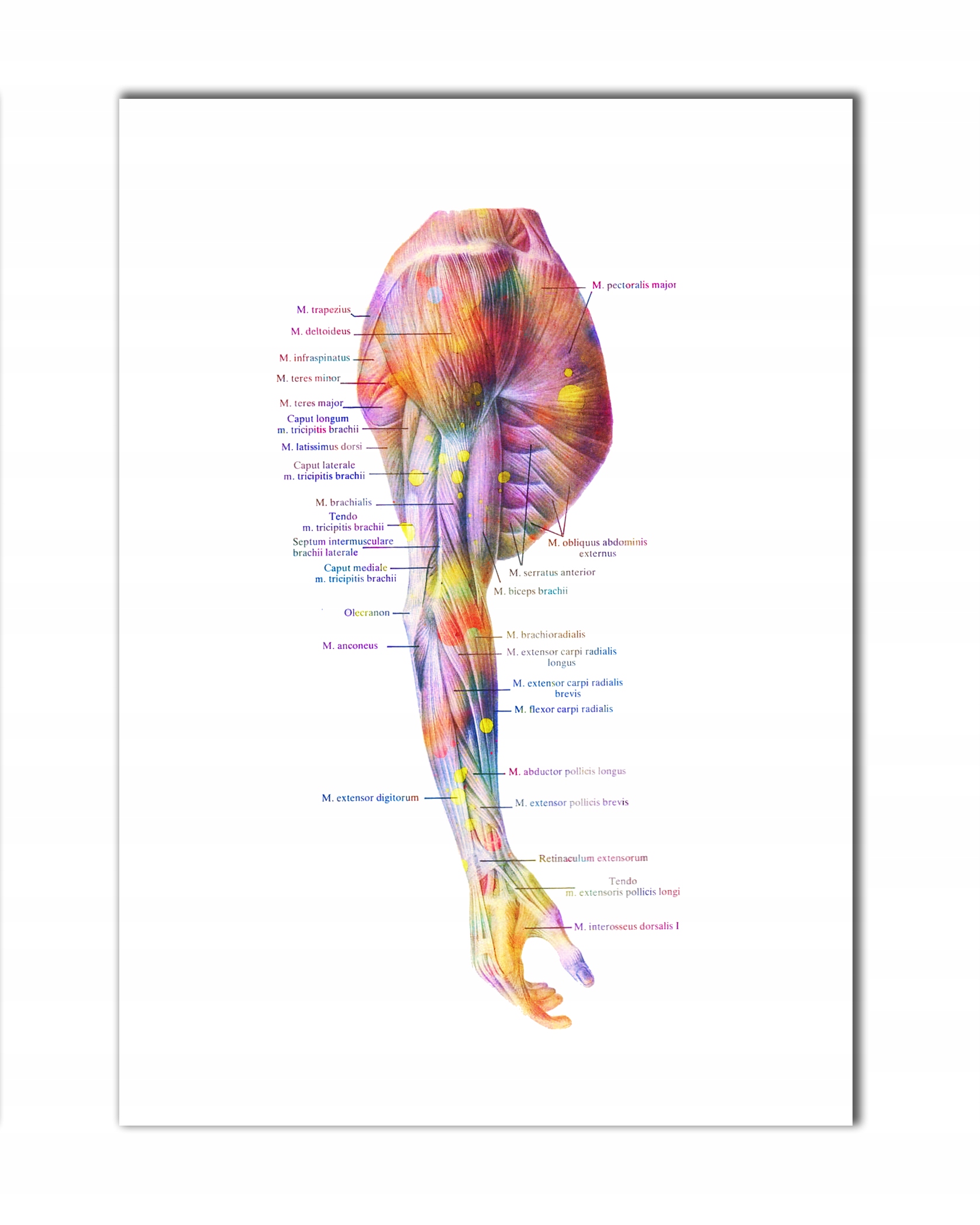 Tablica medyczna ręka człowieka plakat medyczny 70x50 cm