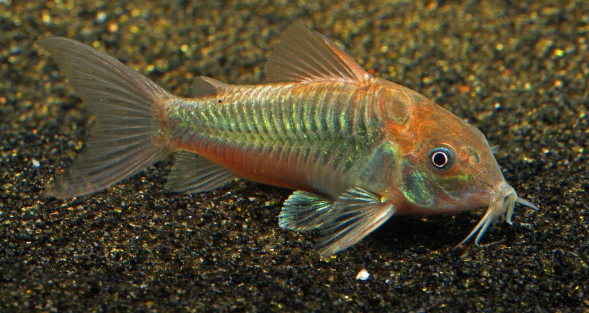 Кирис бронзовый - Corydoras aeneus-Kirys
