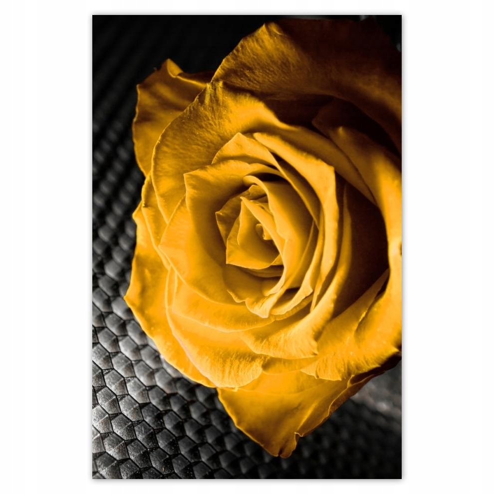 

Plakat 62x93 Żółta róża