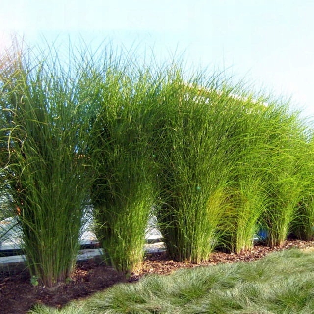 Miskant chiński Gracillimus doniczka P9 1 szt.