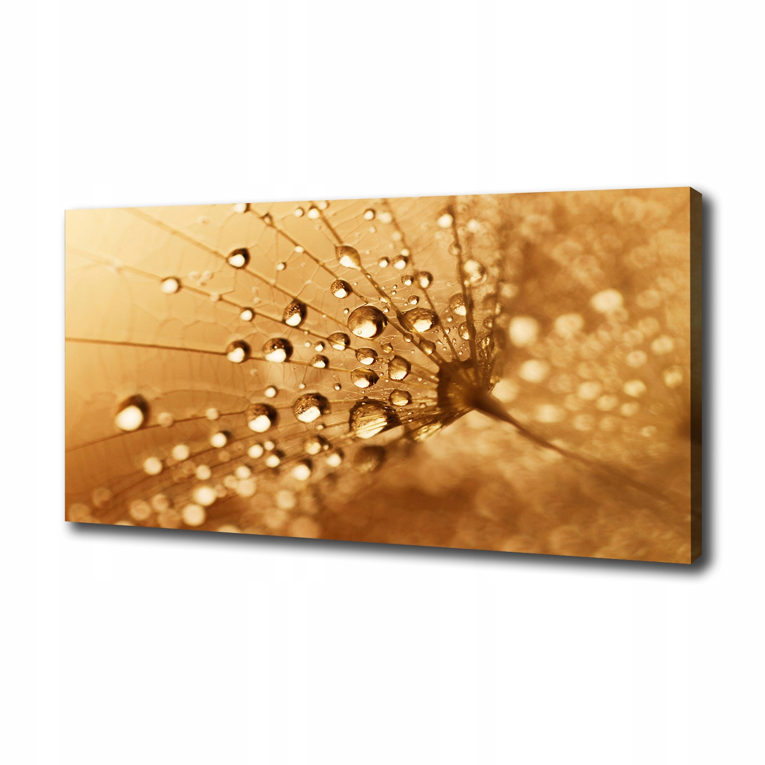 

Foto obraz canvas na ścianę Dmuchawiec 100x50 cm