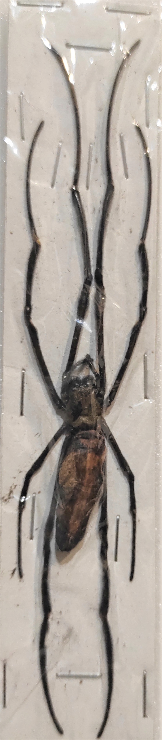 Pająk prządka Nephila pilipes samiec 11-12cm.
