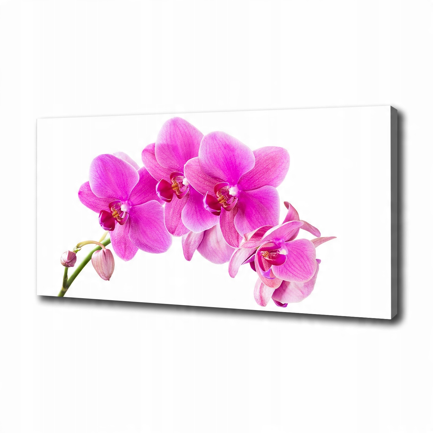 

Foto obraz na płótnie Różowa orchidea 100x50 cm