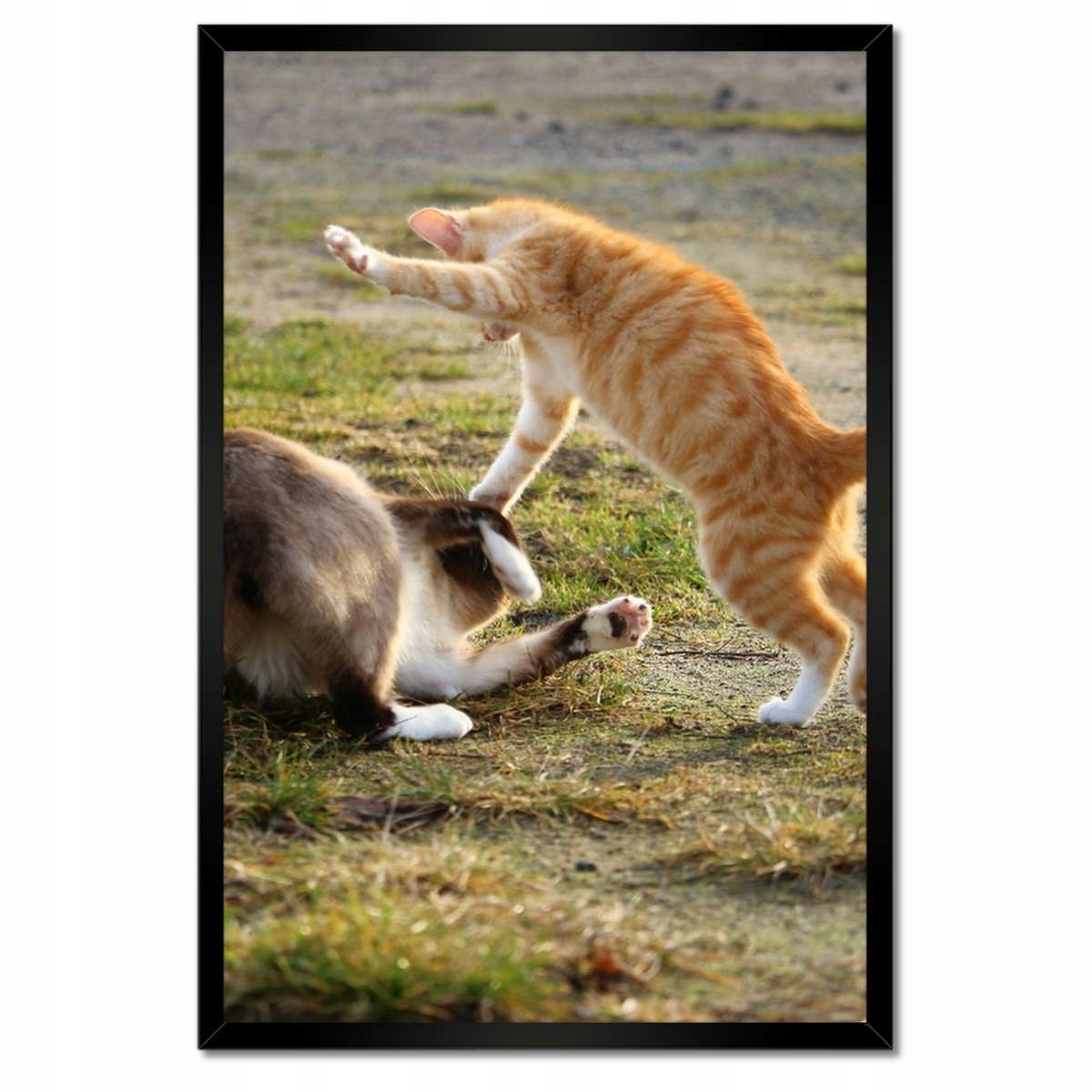 Plakáty v rámu 40x60 Kočka Kočky Kicia