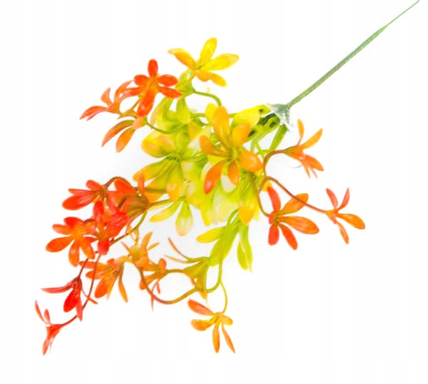 TRAWA Bukiet TRAWKA kwitnąca x 5 Orange