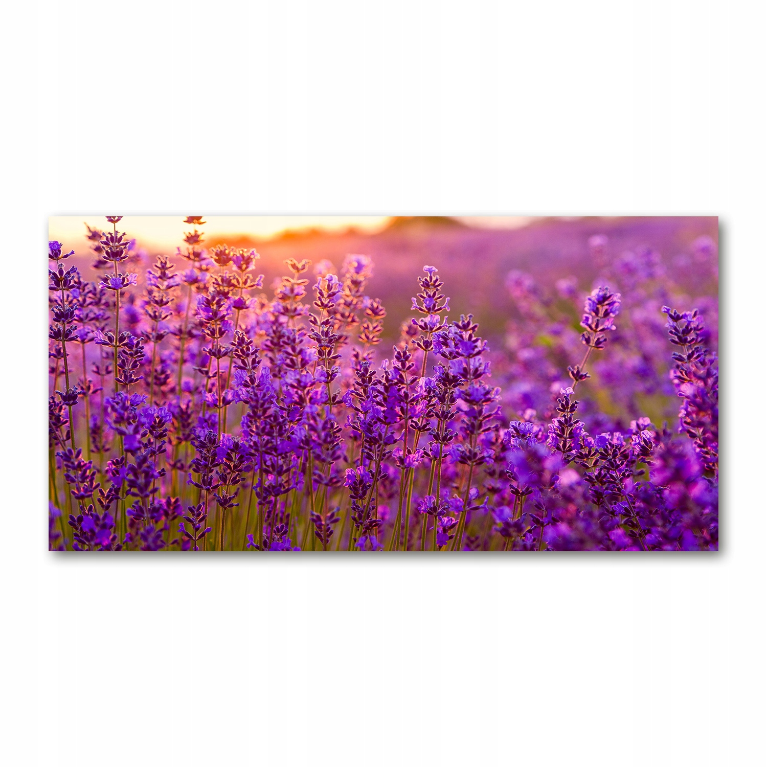 

Foto-obraz akrylowy Pole lawendy zdjęcie 140x70 cm