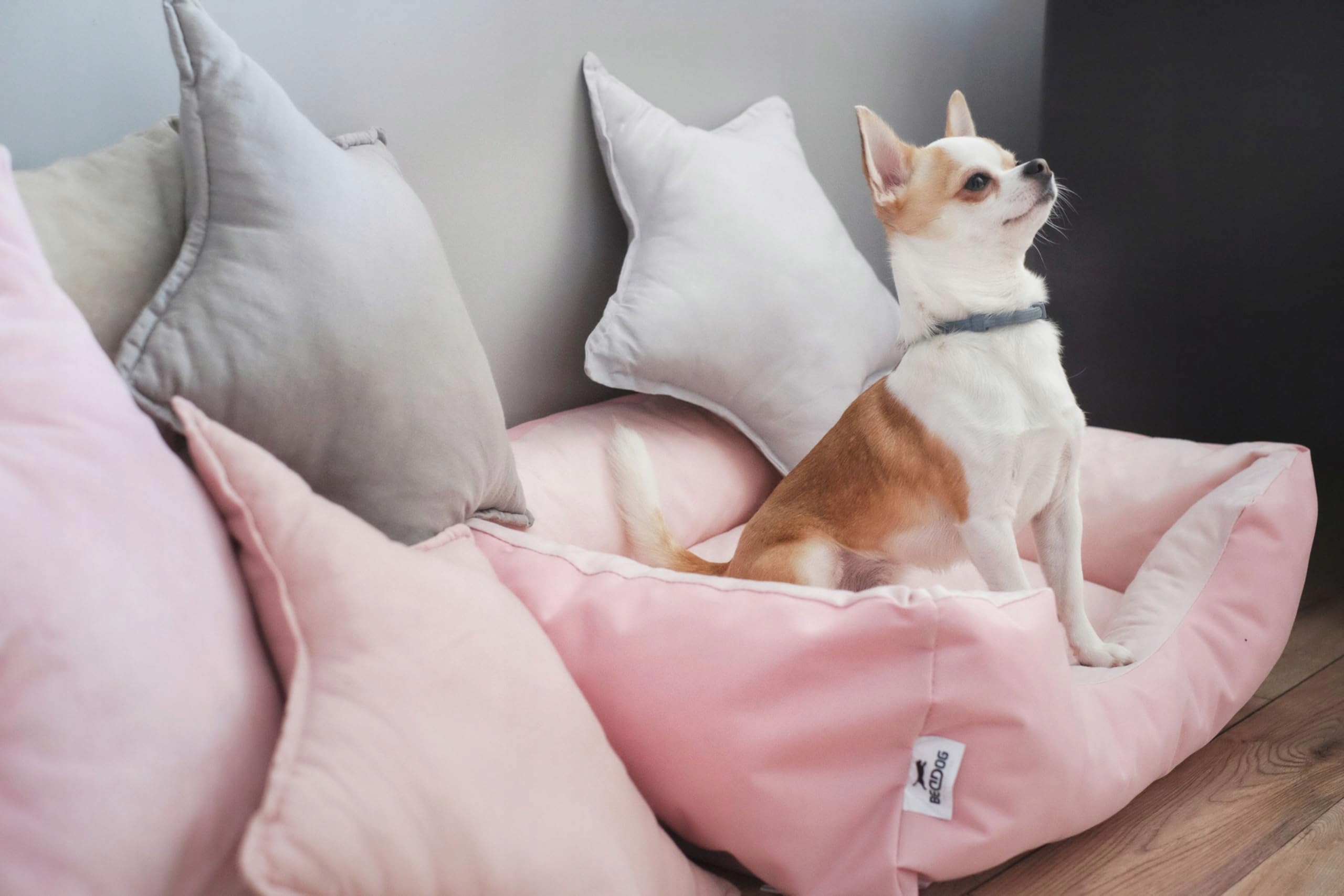 BEDDOG Legowisko Zara Dla Małych Psów Zdejmowany Prany Pokrowiec S BEŻ — miniatura 5