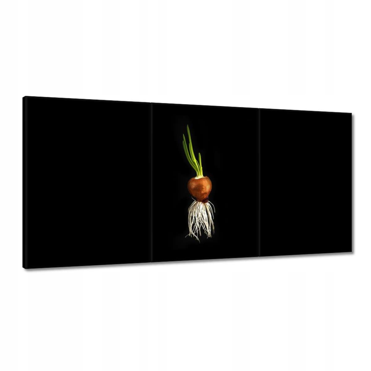 Obrazy 180x90 Cibuľa s koreňmi