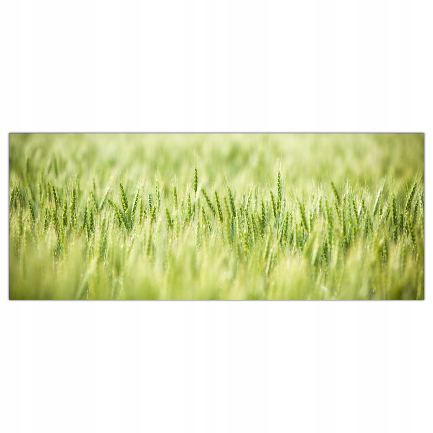 

Obraz na szkle Foto Pole Pszenicy Wiosna 125x50