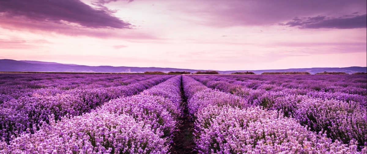 

Fototapeta Flizelinowa Kwitnąca lawenda 250x104