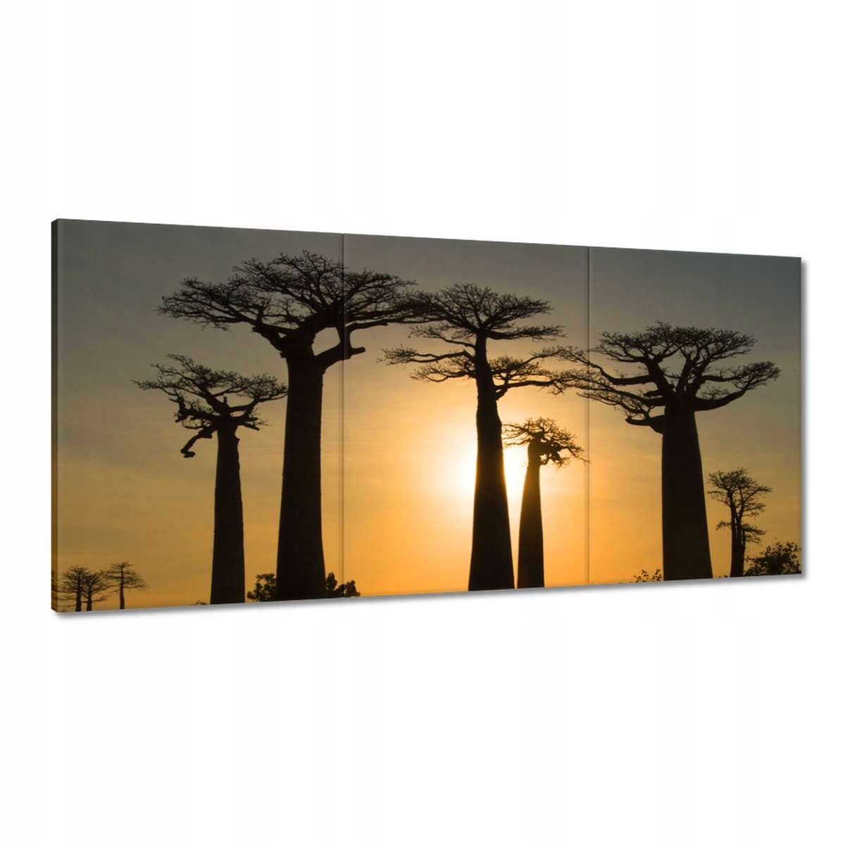 Obrazy 180x90 Baobaby z Madagaskaru