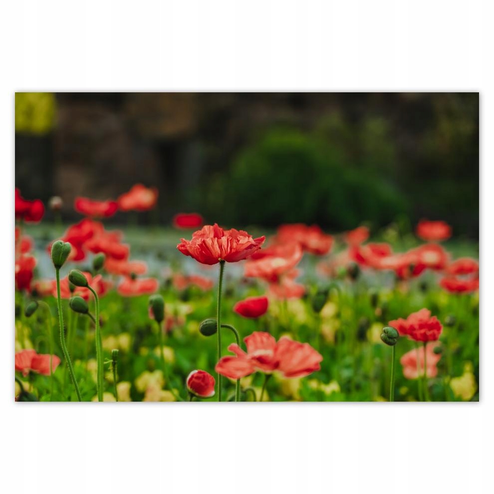 

Plakat 93x62 Mak Maki Kwiaty Kwiatki
