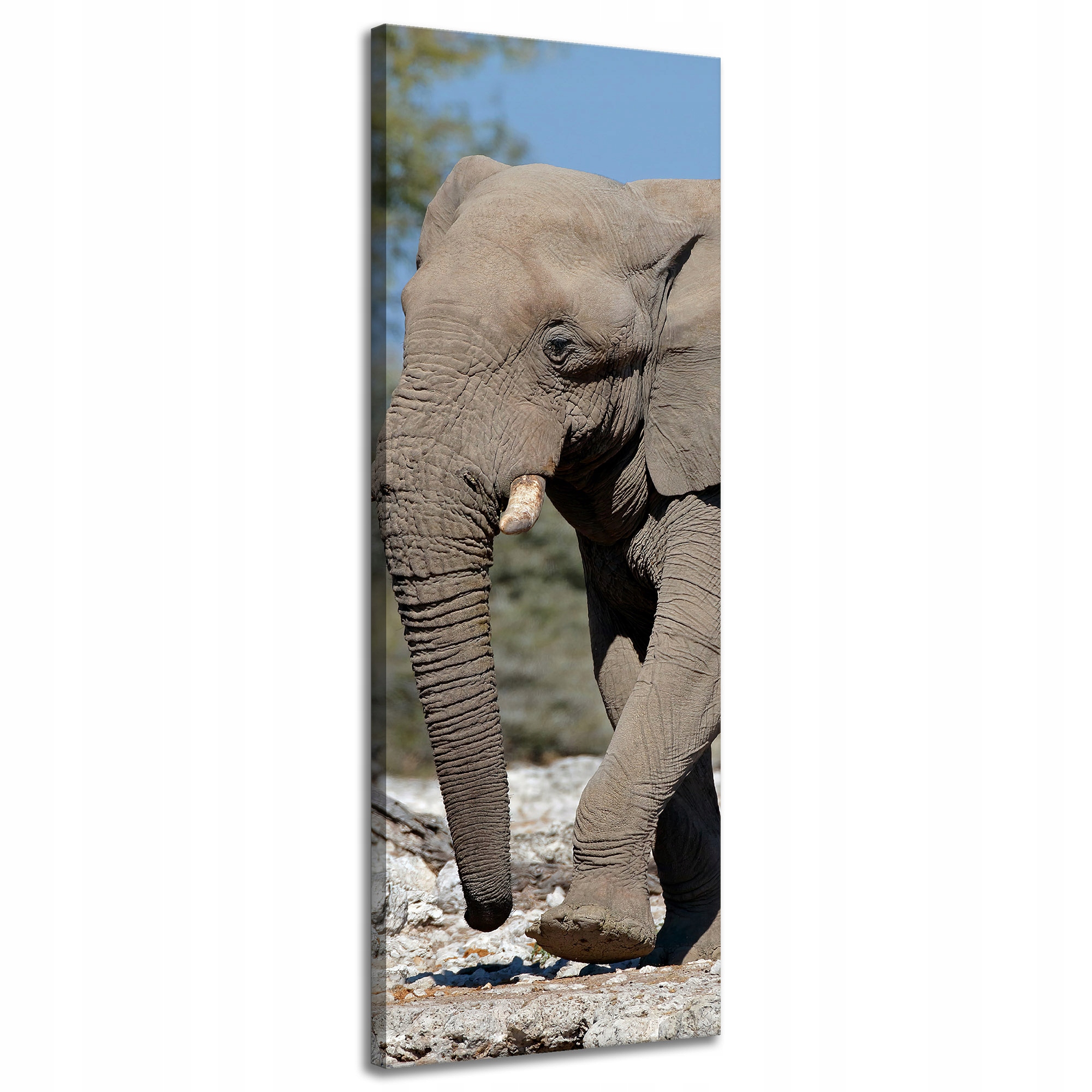 Obraz na plátně Velký šedý slon Příroda Skály Slunce 40x120 cm