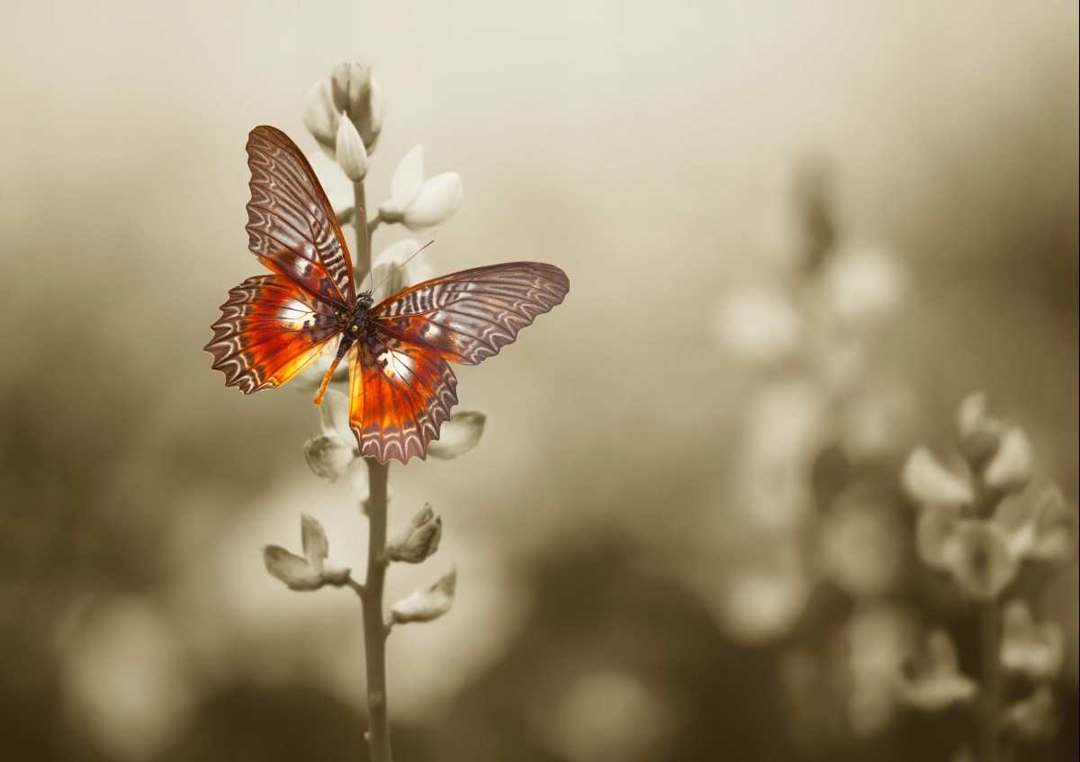 

Fototapeta Flizelinowa Motyl Kwiaty - 208x146