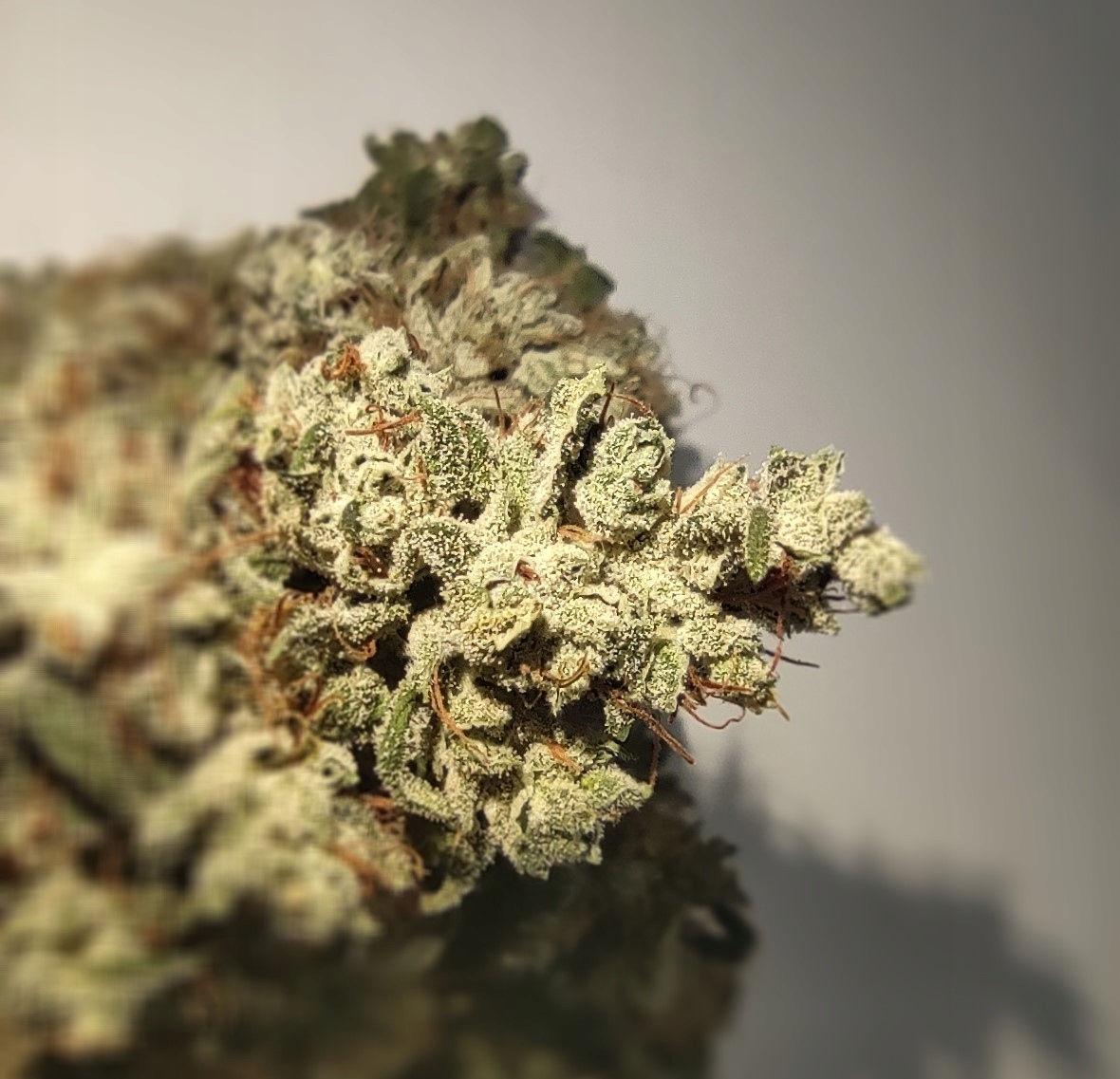 

Susz konopny Cbg 14% 1 gram 1g