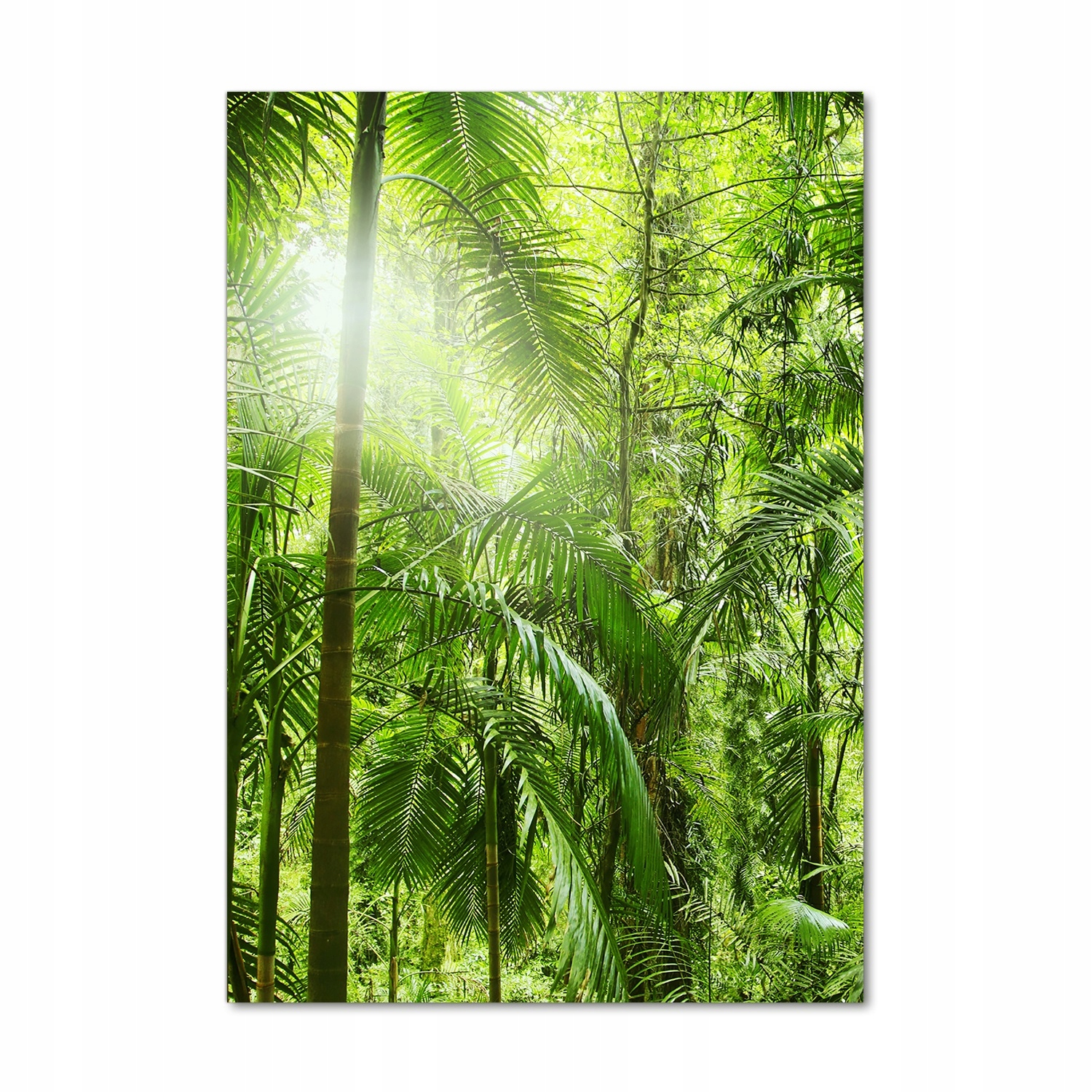 

Foto obraz szkło hartowane Las deszczowy 70x100 cm