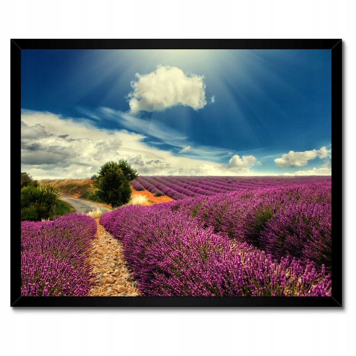 Plakáty v rámu 50x40 Levandulová krajina
