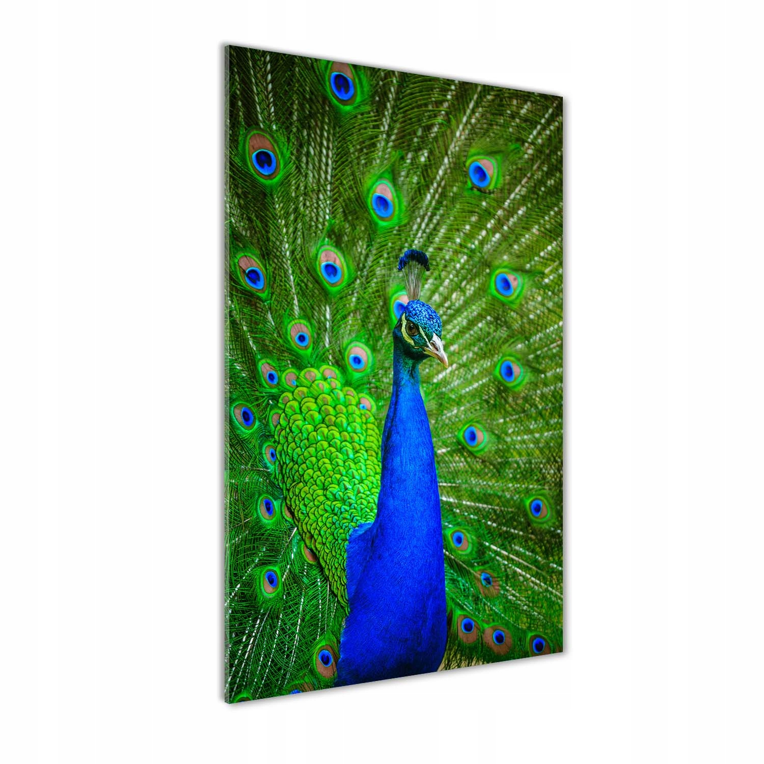 

Nowoczesny obraz zdjęcie na akrylu Paw 70x140 cm