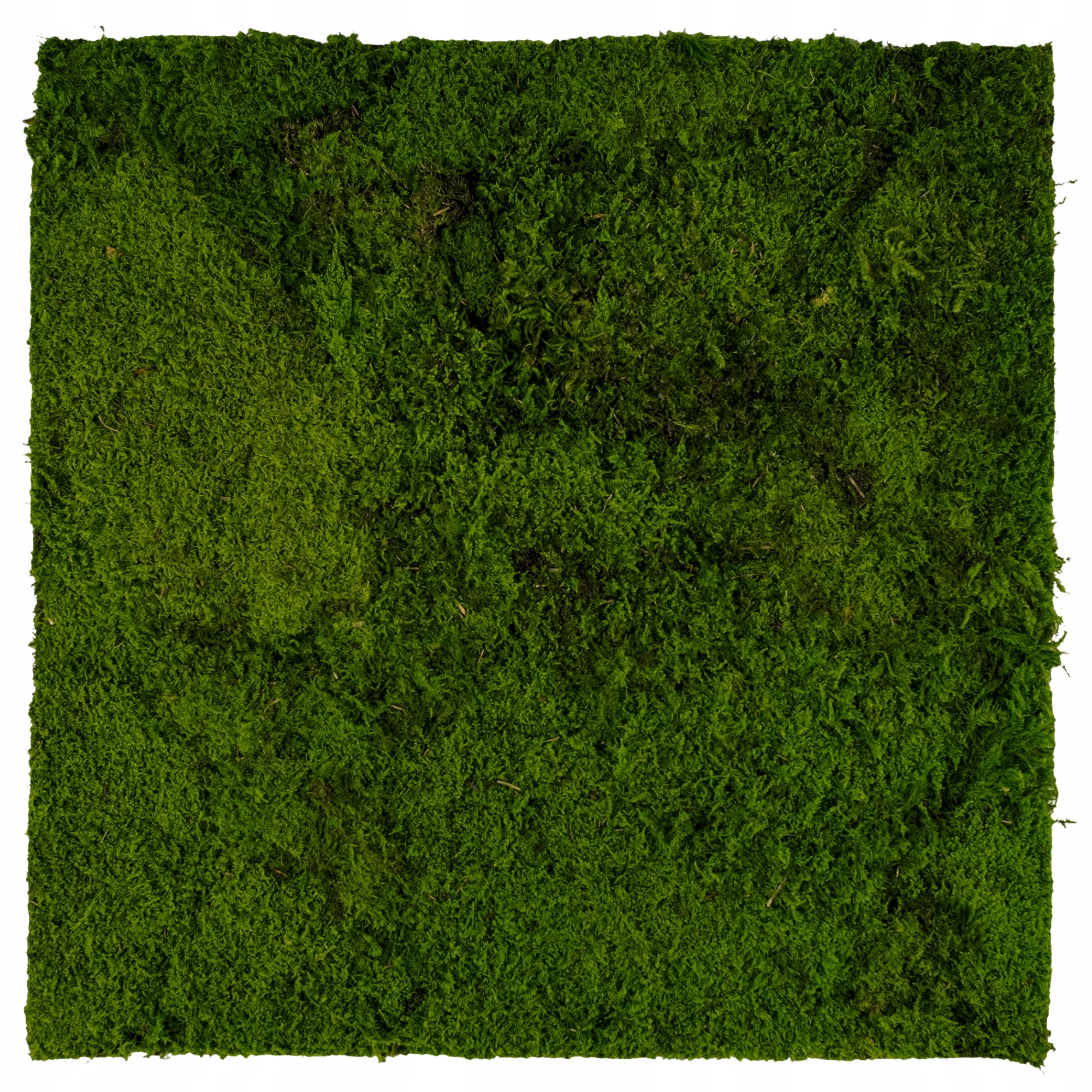 Panel z plochého mechu Zelená Stěna stěna z mechu Dekorace 50x50 cm