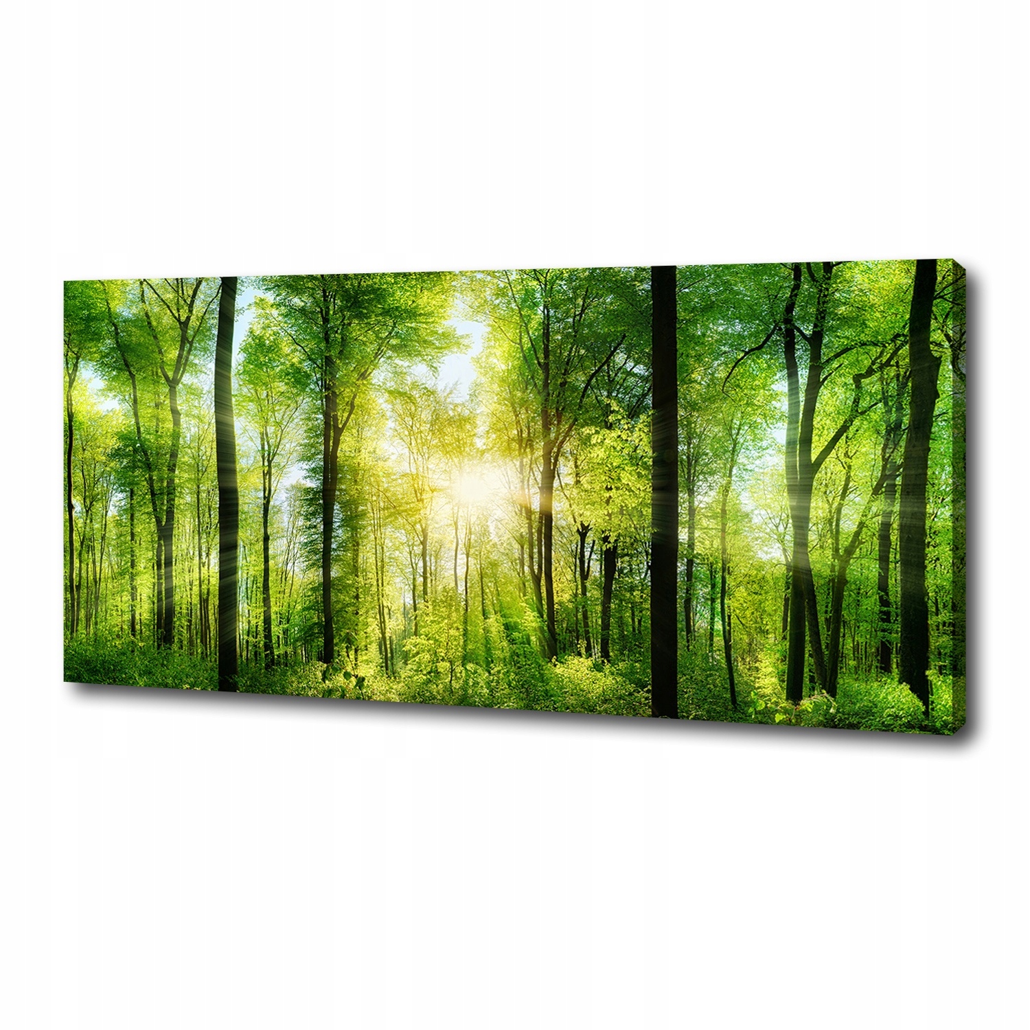 

Foto obraz duży na płótnie Las w słońcu 125x50 cm