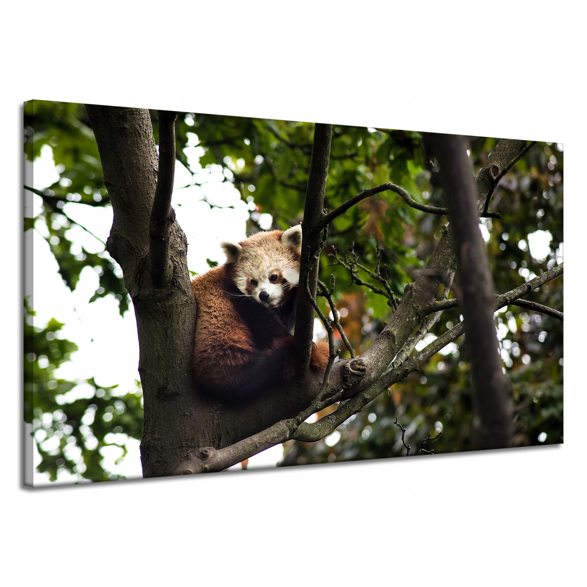 Obrazy na plátně Zvířata Panda červená 120x70