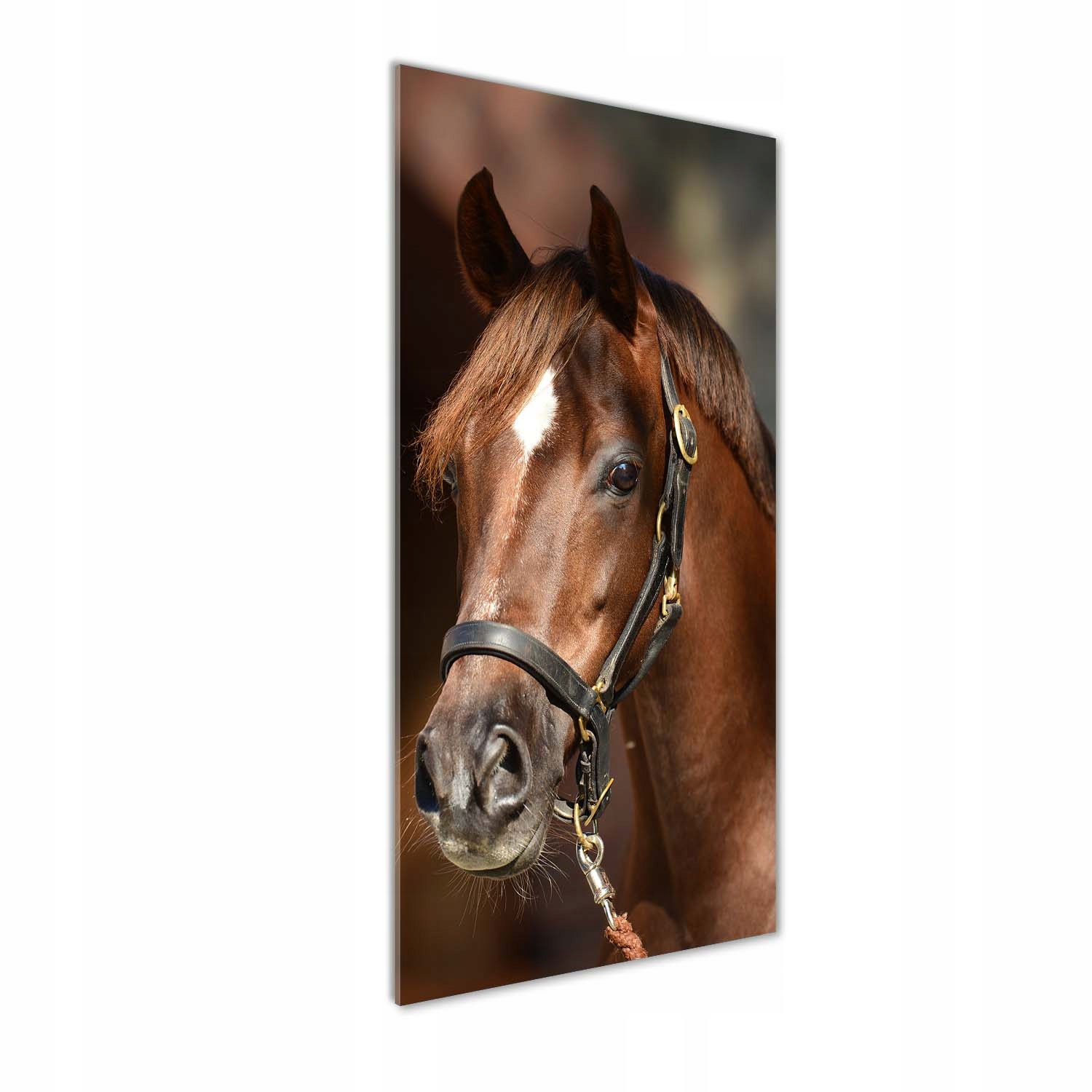 

Foto obraz szkło hartowane Portret konia 50x125 cm