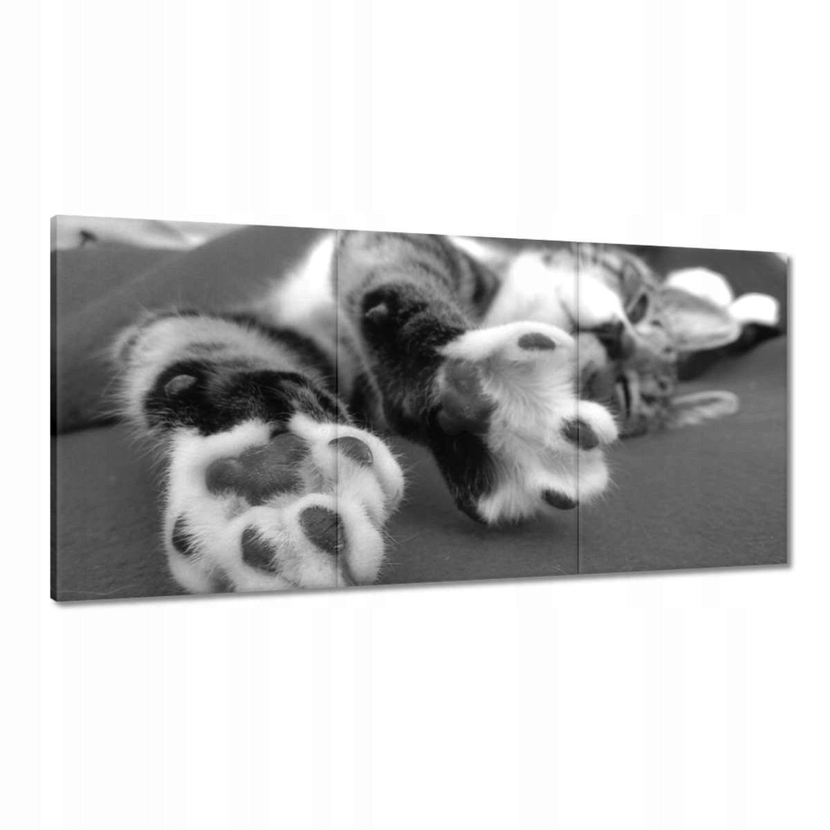 Obrazy 180x90 Mačacie, mačacie labky Mačka