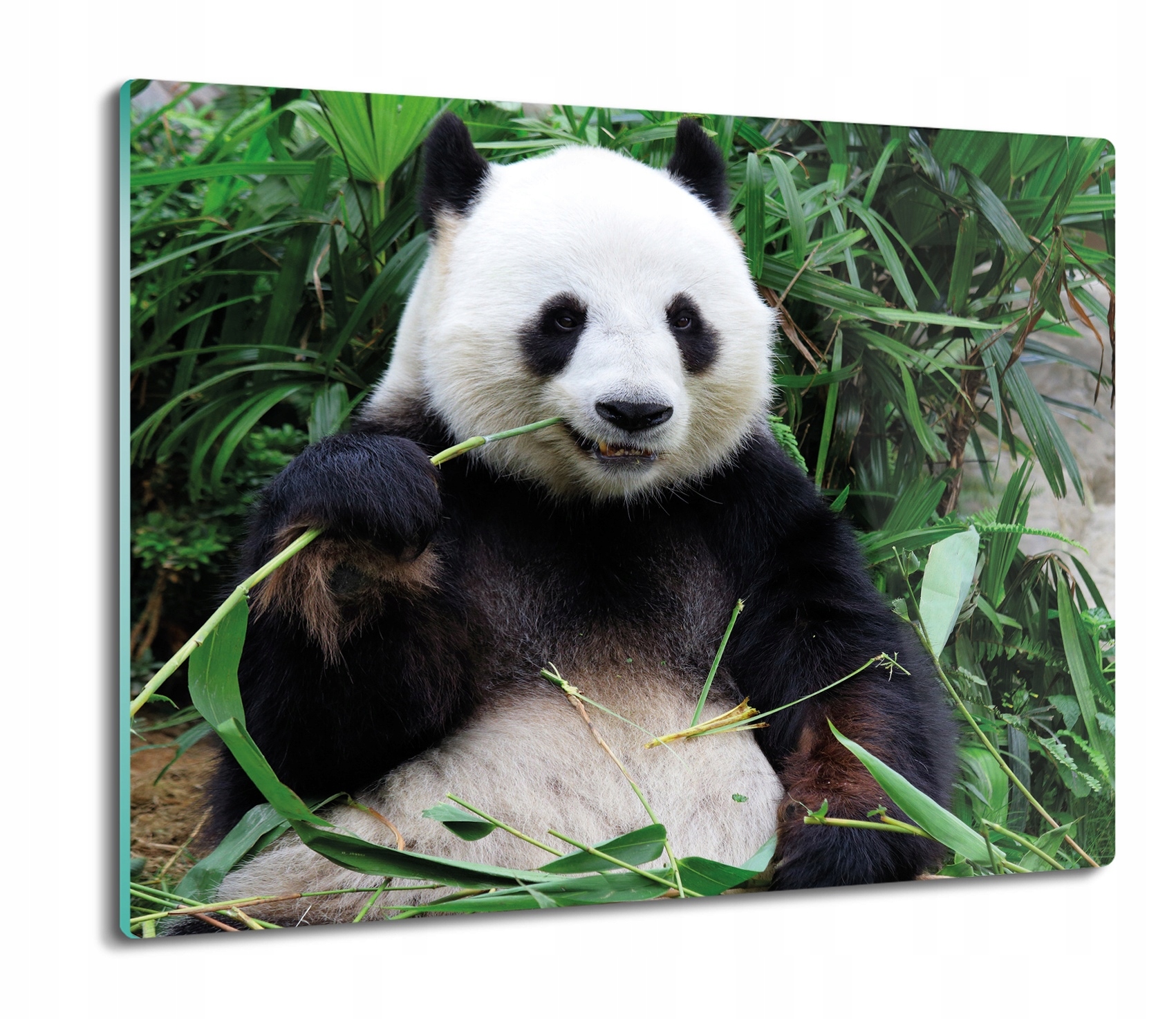 

Panda bambus 60x52 deska z nadrukiem szklana