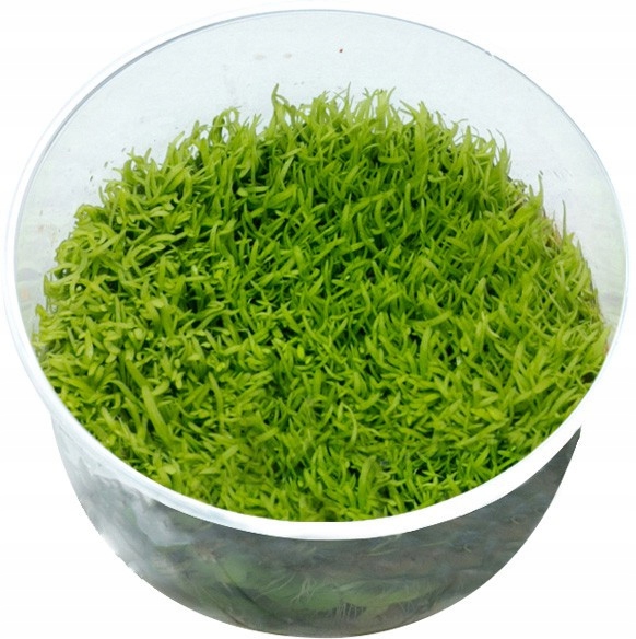 Utricularia gramminifolia растение в чашке 10 см