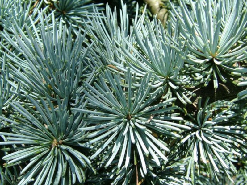 CEDR ATLASKI CEDRUS - sadzonki w doniczkach Producent inna